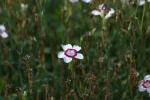 <img150*0:stuff/z/169023/Assorted%2520Flowers/i1278022390_23.jpg>