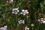 <img150*0:stuff/z/169023/Assorted%2520Flowers/i1278022390_24.jpg>