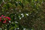 <img150*0:stuff/z/169023/Assorted%2520Flowers/i1278022390_25.jpg>