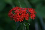 <img150*0:stuff/z/169023/Assorted%2520Flowers/i1278022390_26.jpg>
