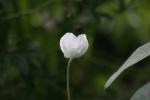 <img150*0:stuff/z/169023/Assorted%2520Flowers/i1278022390_27.jpg>