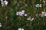 <img150*0:stuff/z/169023/Assorted%2520Flowers/i1278022391_28.jpg>