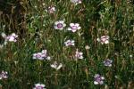 <img150*0:stuff/z/169023/Assorted%2520Flowers/i1278022391_29.jpg>