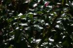 <img150*0:stuff/z/169023/Assorted%2520Flowers/i1278022391_30.jpg>
