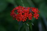 <img150*0:stuff/z/169023/Assorted%2520Flowers/i1278022391_31.jpg>