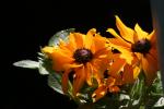 <img150*0:stuff/z/169023/Assorted%2520Flowers/i1278022391_32.jpg>