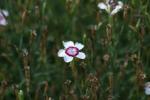 <img150*0:stuff/z/169023/Assorted%2520Flowers/i1278022391_33.jpg>
