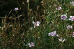 <img150*0:stuff/z/169023/Assorted%2520Flowers/i1278022391_34.jpg>