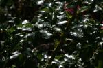 <img150*0:stuff/z/169023/Assorted%2520Flowers/i1278022391_35.jpg>
