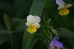<img150*0:stuff/z/169023/Assorted%2520Flowers/i1278022391_36.jpg>