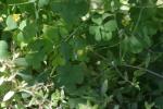 <img150*0:stuff/z/169023/Assorted%2520Plants/i1278023640_1.jpg>