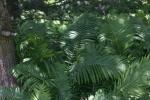 <img150*0:stuff/z/169023/Assorted%2520Plants/i1278023640_3.jpg>