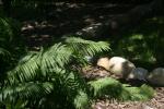<img150*0:stuff/z/169023/Assorted%2520Plants/i1278023640_4.jpg>