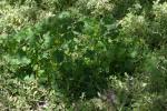 <img150*0:stuff/z/169023/Assorted%2520Plants/i1278023640_8.jpg>