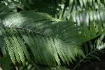 <img150*0:stuff/z/169023/Assorted%2520Plants/i1278023641_13.jpg>