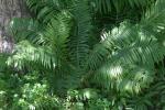 <img150*0:stuff/z/169023/Assorted%2520Plants/i1278023641_14.jpg>