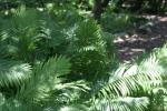 assorted plants