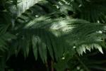 <img150*0:stuff/z/169023/Assorted%2520Plants/i1278023641_16.jpg>