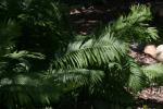 <img150*0:stuff/z/169023/Assorted%2520Plants/i1278023641_18.jpg>
