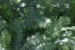 <img150*0:stuff/z/169023/Assorted%2520Plants/i1278023641_19.jpg>