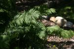 <img150*0:stuff/z/169023/Assorted%2520Plants/i1278023641_20.jpg>