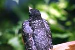 <img150*0:stuff/z/169023/Baby%2520Robin.1/i1278457500_1.jpg>