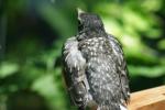 <img150*0:stuff/z/169023/Baby%2520Robin.1/i1278457500_2.jpg>