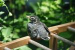 <img150*0:stuff/z/169023/Baby%2520Robin.1/i1278457501_10.jpg>