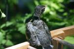 <img150*0:stuff/z/169023/Baby%2520Robin.1/i1278457501_11.jpg>