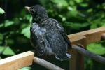 <img150*0:stuff/z/169023/Baby%2520Robin.1/i1278457501_12.jpg>