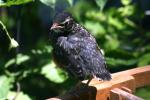 <img150*0:stuff/z/169023/Baby%2520Robin.1/i1278457501_13.jpg>