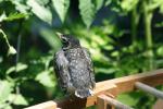 <img150*0:stuff/z/169023/Baby%2520Robin.1/i1278457501_14.jpg>