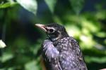 <img150*0:stuff/z/169023/Baby%2520Robin.1/i1278457501_3.jpg>