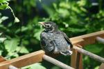 <img150*0:stuff/z/169023/Baby%2520Robin.1/i1278457501_4.jpg>