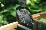 <img150*0:stuff/z/169023/Baby%2520Robin.1/i1278457501_5.jpg>