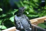 <img150*0:stuff/z/169023/Baby%2520Robin.1/i1278457501_6.jpg>