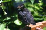 <img150*0:stuff/z/169023/Baby%2520Robin.1/i1278457501_7.jpg>