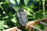 <img150*0:stuff/z/169023/Baby%2520Robin.1/i1278457501_8.jpg>