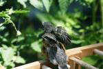 <img150*0:stuff/z/169023/Baby%2520Robin.1/i1278457501_9.jpg>