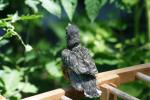 <img150*0:stuff/z/169023/Baby%2520Robin.1/i1278457502_15.jpg>