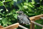 <img150*0:stuff/z/169023/Baby%2520Robin.1/i1278457502_16.jpg>