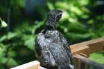 <img150*0:stuff/z/169023/Baby%2520Robin.1/i1278457502_17.jpg>