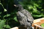 <img150*0:stuff/z/169023/Baby%2520Robin.1/i1278457502_18.jpg>