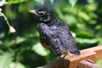 <img150*0:stuff/z/169023/Baby%2520Robin.1/i1278457502_19.jpg>