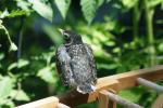<img150*0:stuff/z/169023/Baby%2520Robin.1/i1278457502_20.jpg>