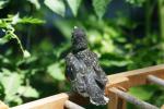<img150*0:stuff/z/169023/Baby%2520Robin.1/i1278457502_21.jpg>