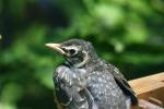 <img150*0:stuff/z/169023/Baby%2520Robin.1/i1278457502_22.jpg>