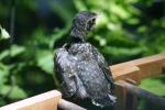 <img150*0:stuff/z/169023/Baby%2520Robin.1/i1278457502_23.jpg>