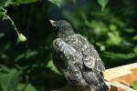 <img150*0:stuff/z/169023/Baby%2520Robin.1/i1278457502_24.jpg>