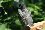 <img150*0:stuff/z/169023/Baby%2520Robin.1/i1278457502_25.jpg>
